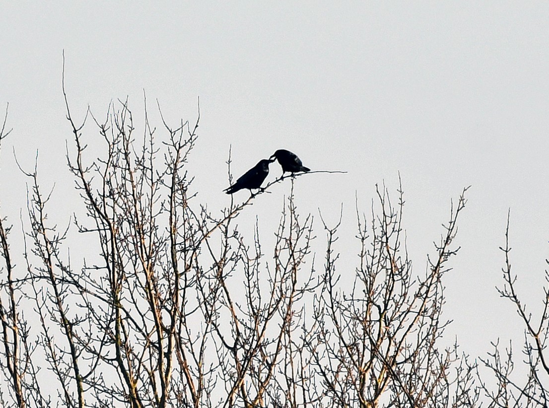 Common Raven - Brian Carruthers