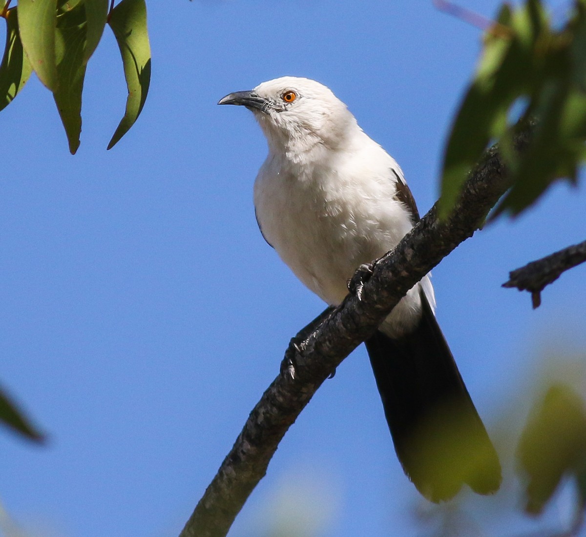 Southern Pied-Babbler - ML611657373
