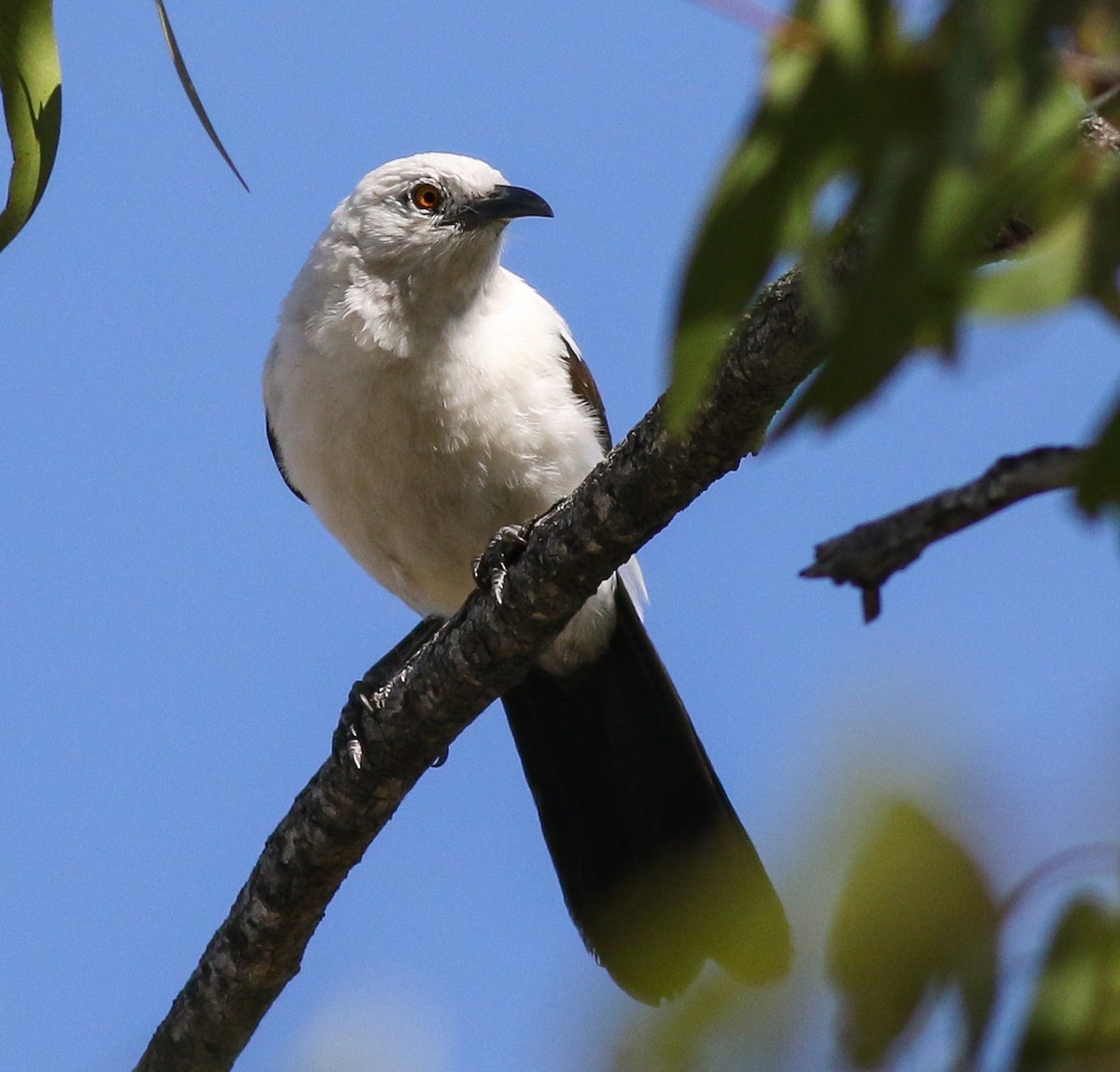 Southern Pied-Babbler - ML611657374