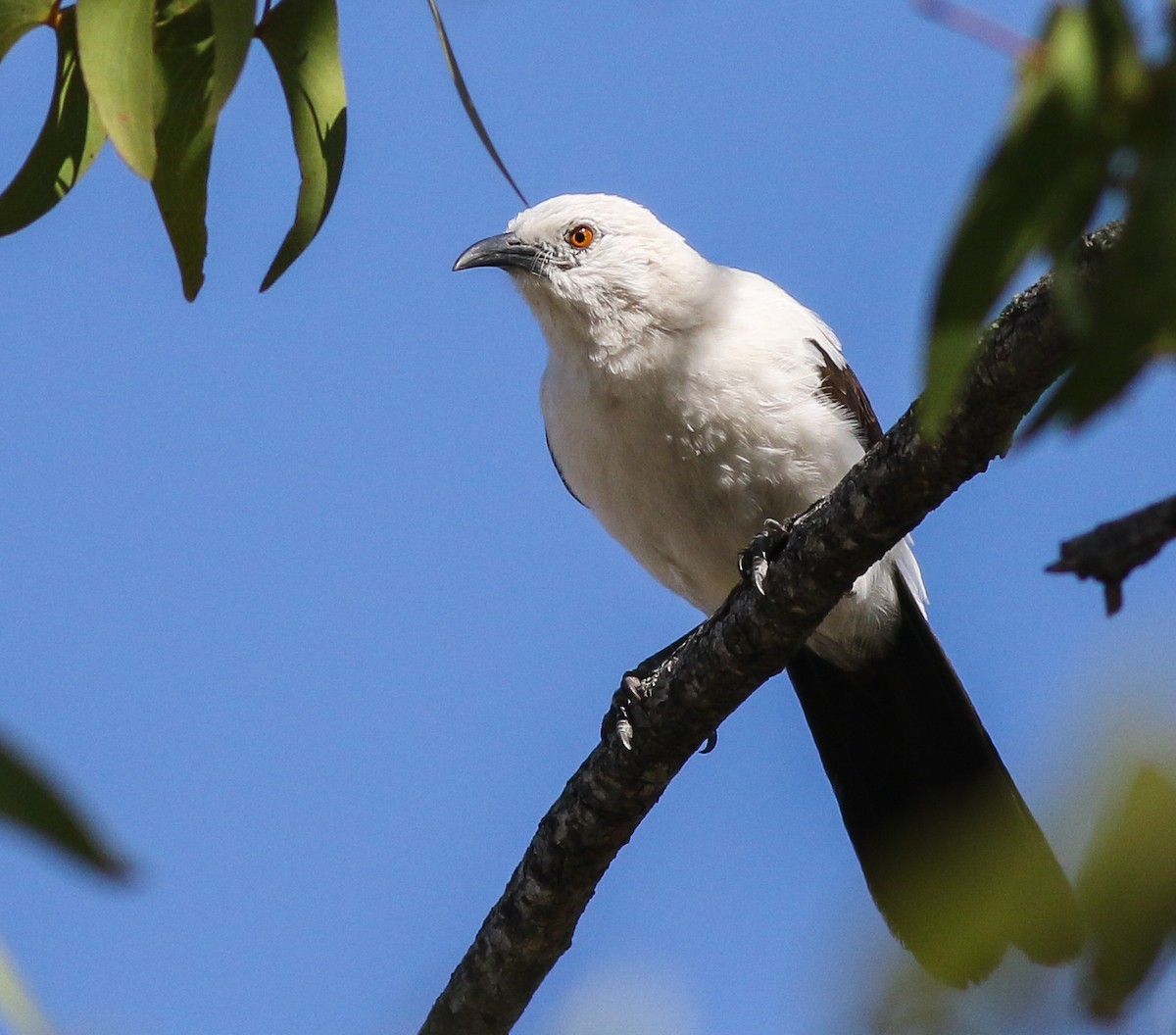 Southern Pied-Babbler - ML611657375