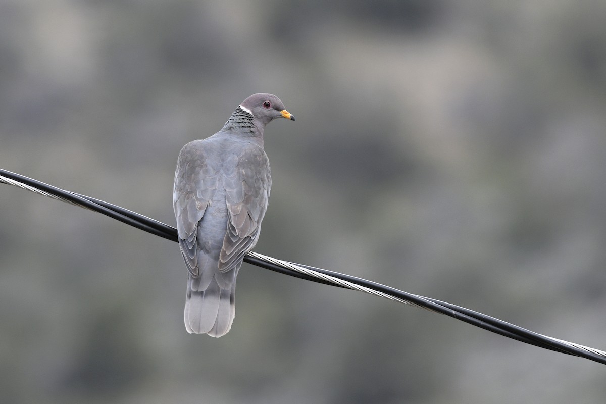 Band-tailed Pigeon - Daniel Irons