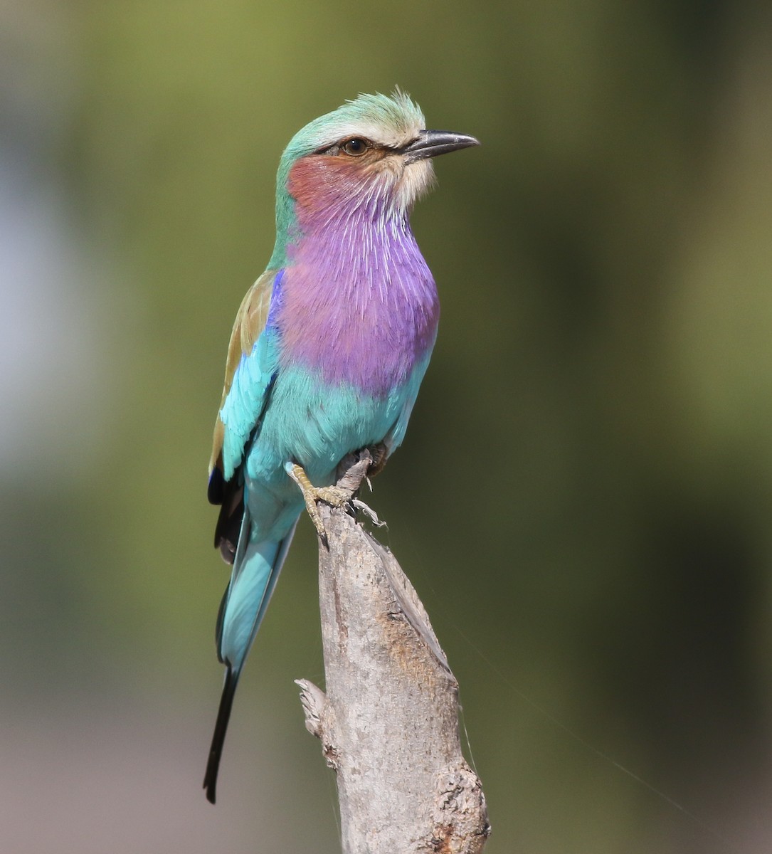 Lilac-breasted Roller - ML611657592