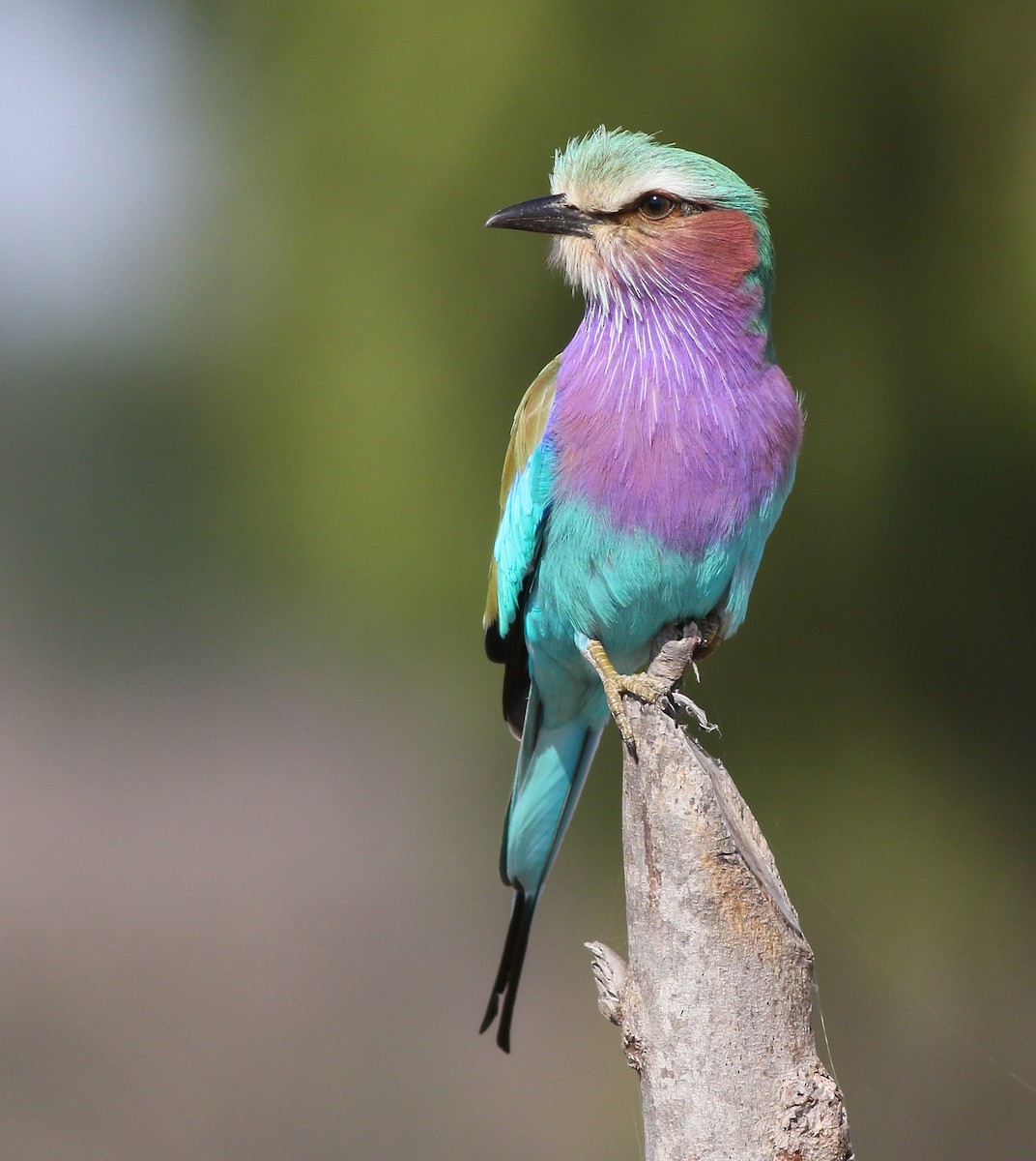 Lilac-breasted Roller - ML611657593