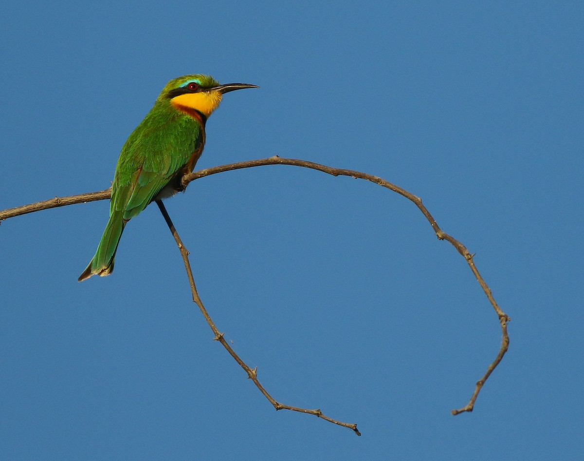 Little Bee-eater - Adam Buckham