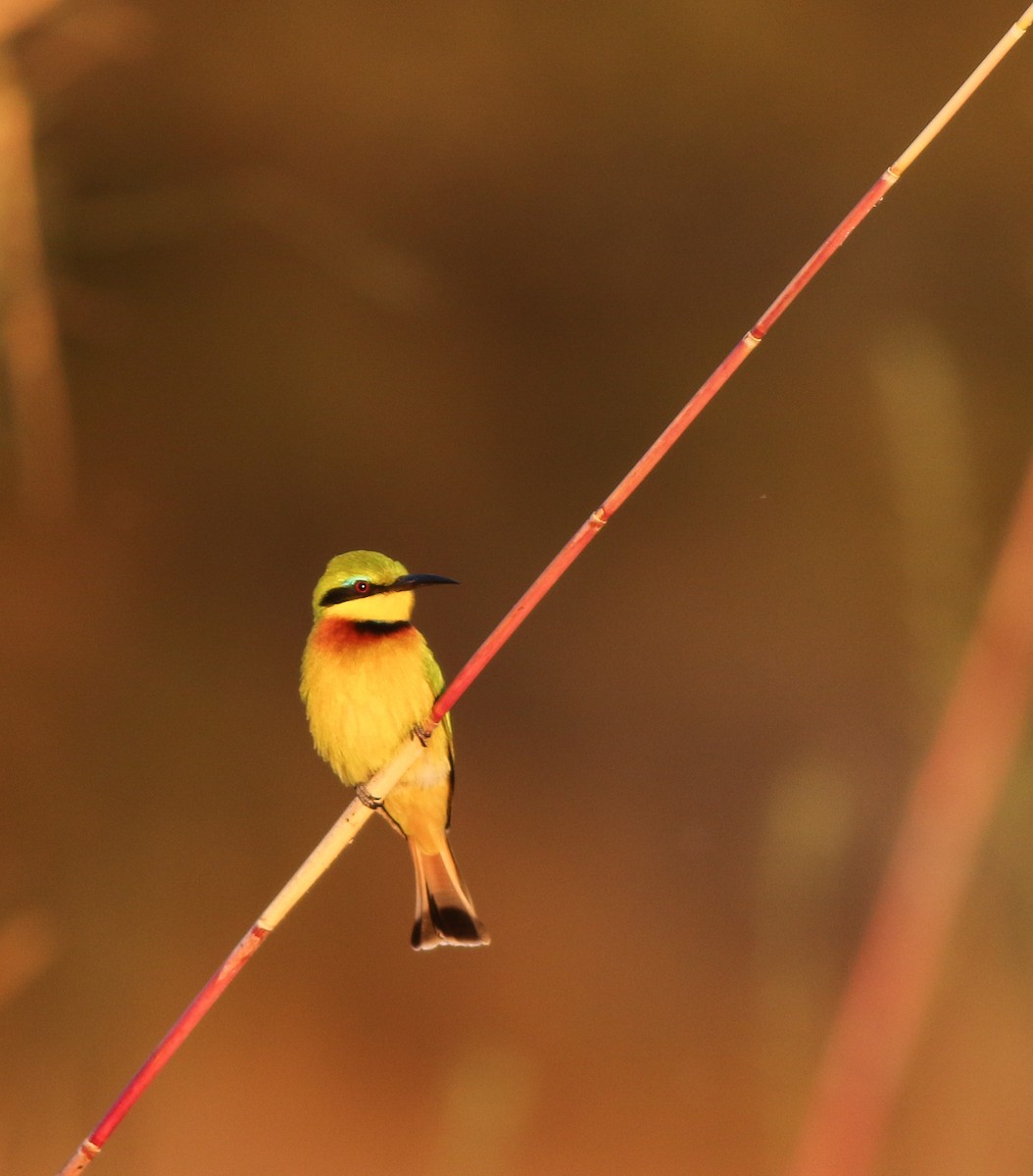 Little Bee-eater - Adam Buckham