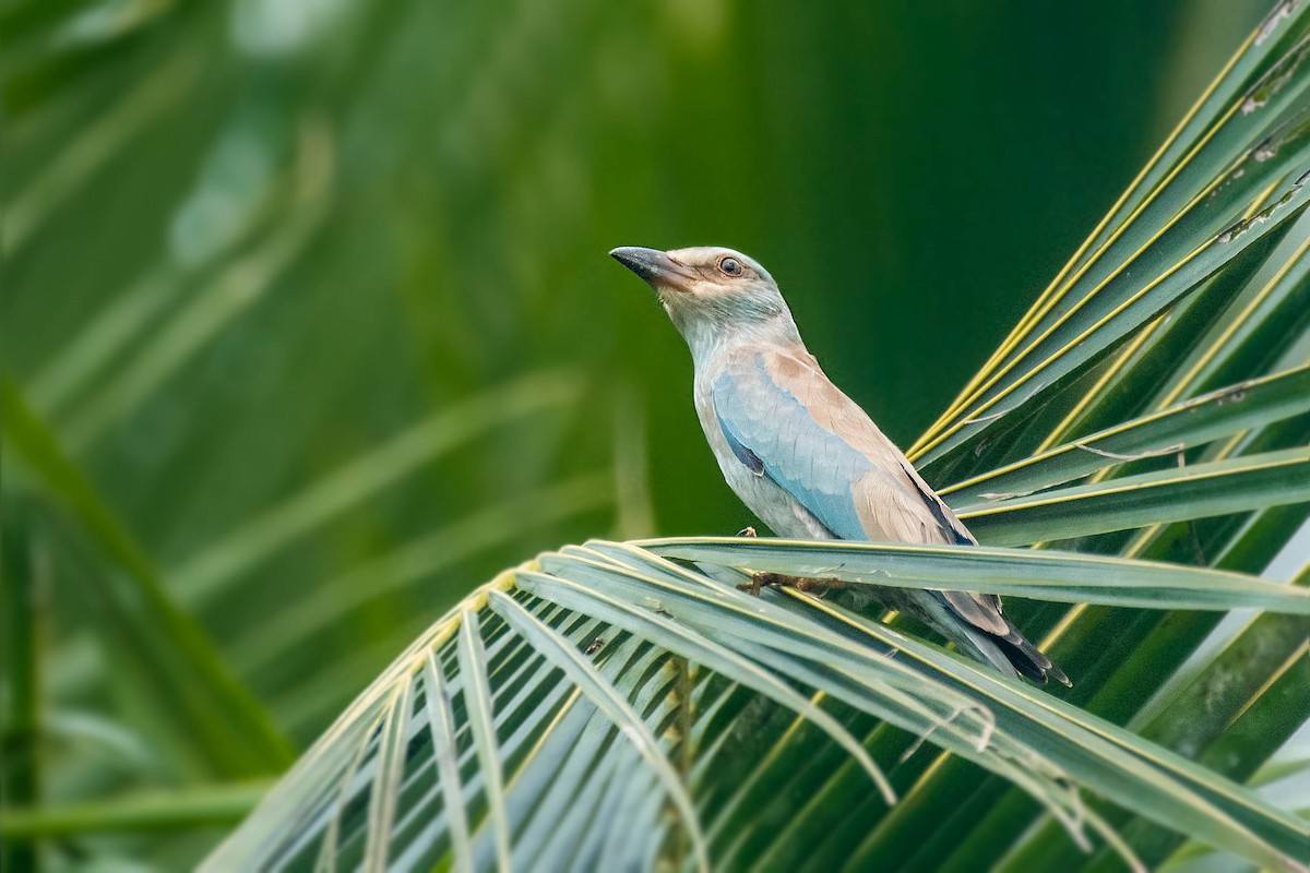 European Roller - ML611657744
