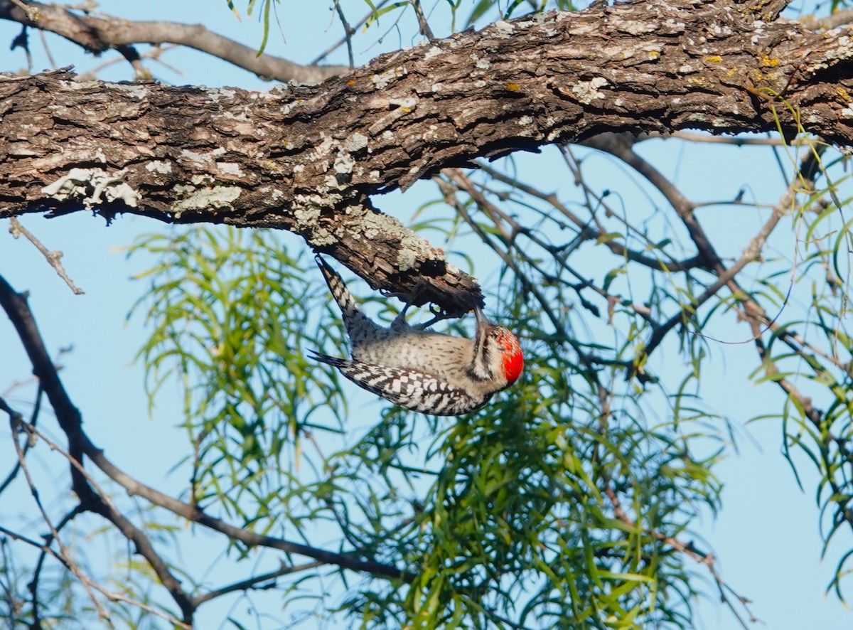 Ladder-backed Woodpecker - Doug Willick