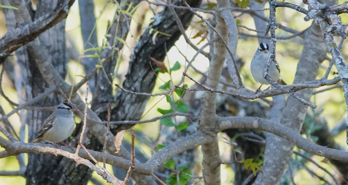 White-crowned Sparrow - ML611658050