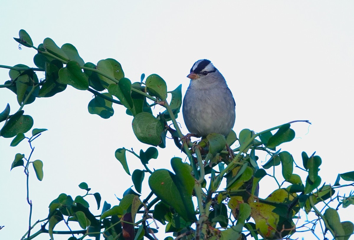 White-crowned Sparrow - ML611658051