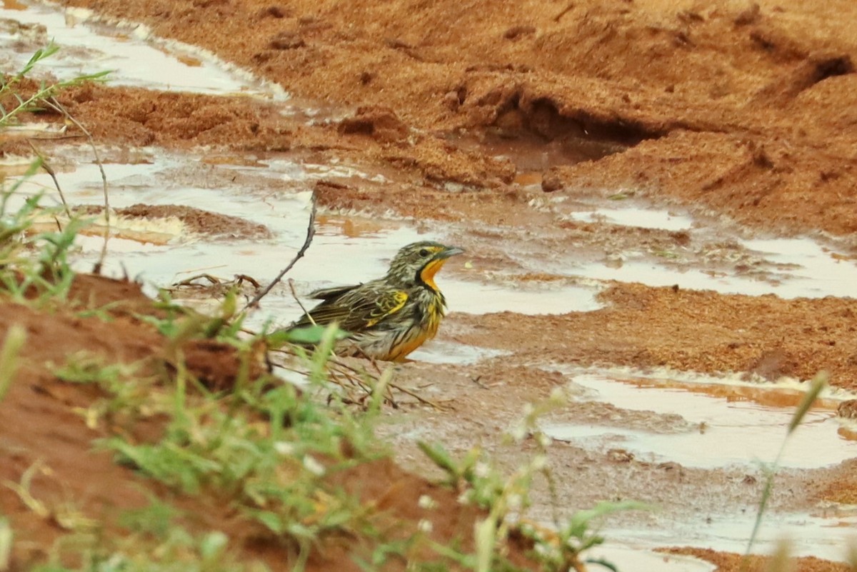 Pangani Longclaw - ML611658095