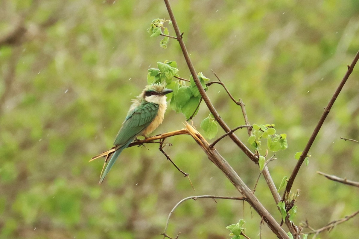 Somali Bee-eater - ML611658280