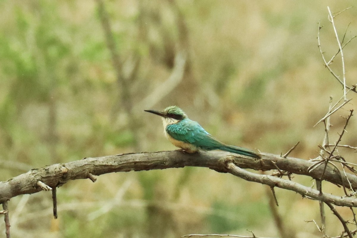 Somali Bee-eater - ML611658379