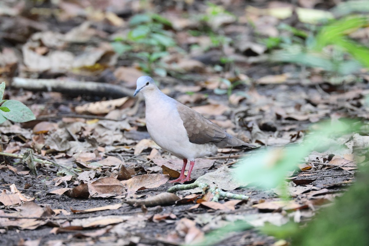 Сероголовая голубка (plumbeiceps/notia) - ML611658483