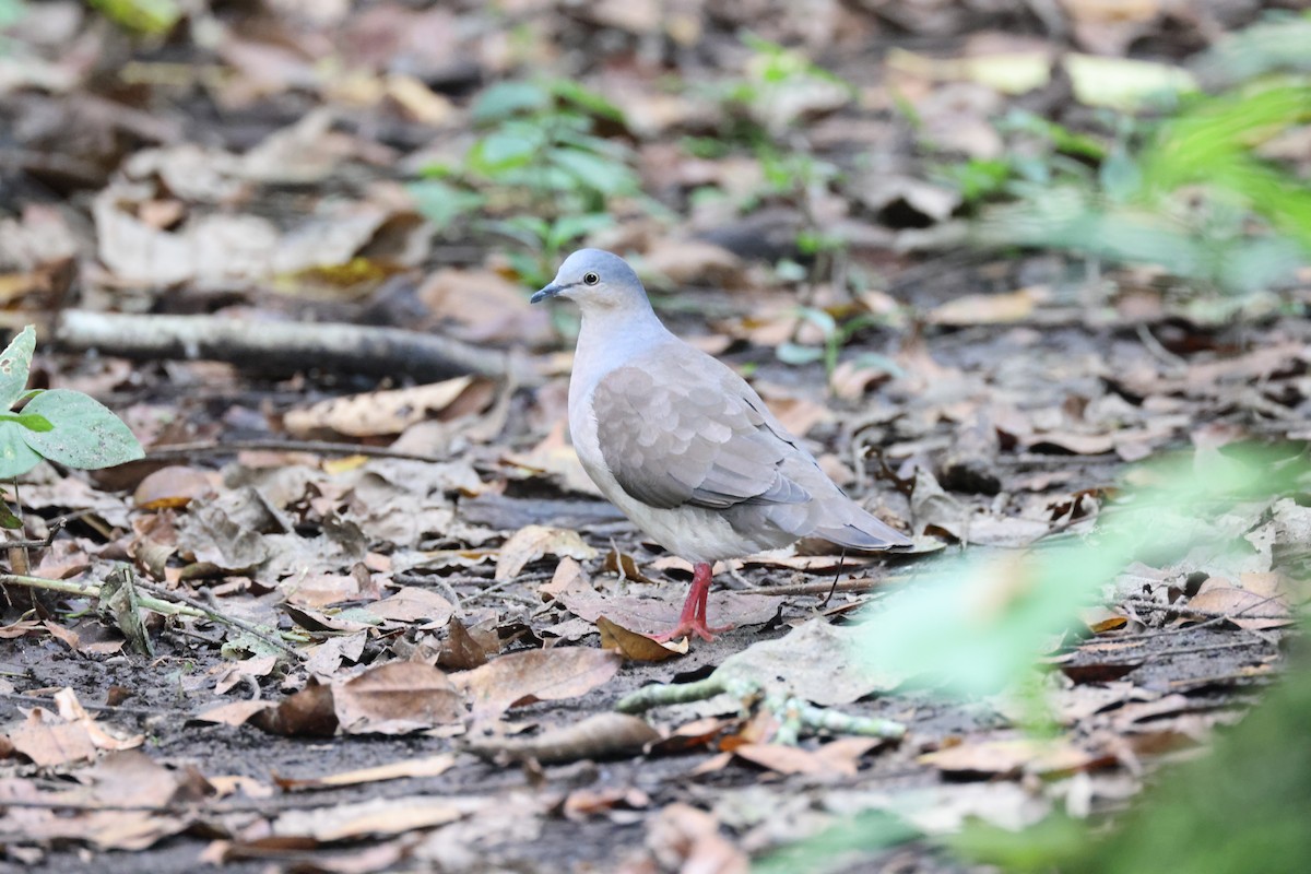 Gray-headed Dove (Gray-headed) - ML611658485