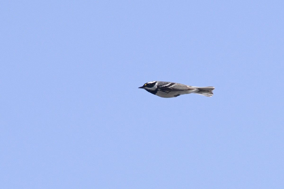 Black-throated Gray Warbler - ML611658582