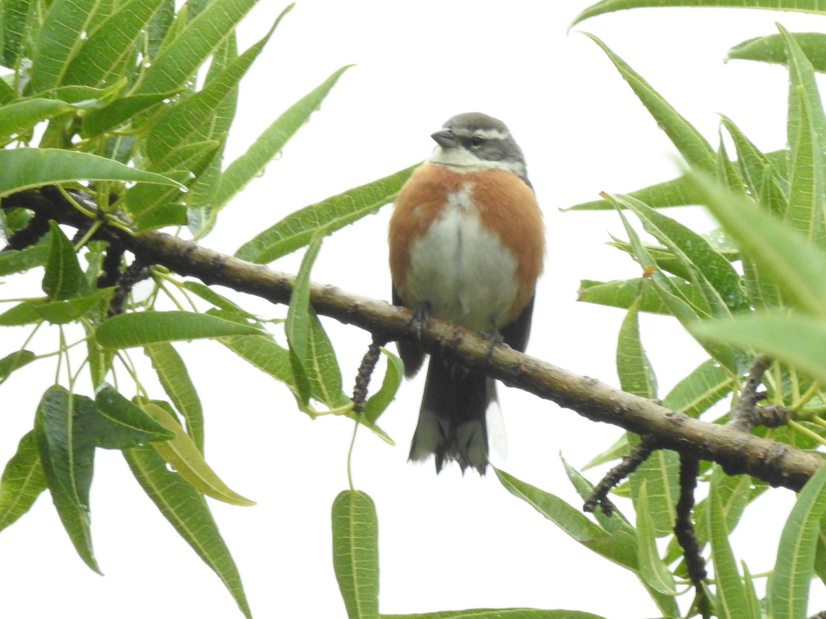Bolivian Warbling Finch - ML611658626