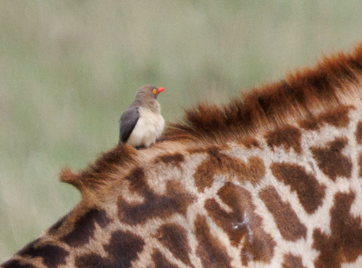 Red-billed Oxpecker - ML611658885