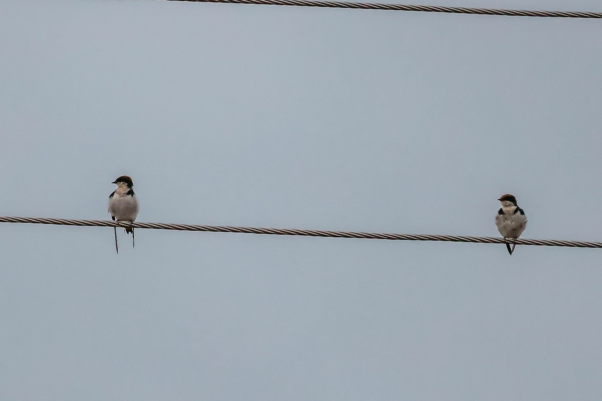 Wire-tailed Swallow - ML611659047