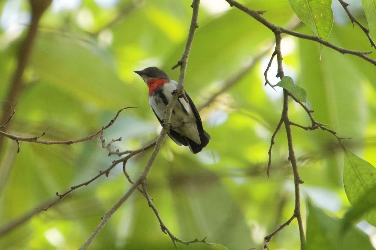 Red-chested Flowerpecker - ML611659055