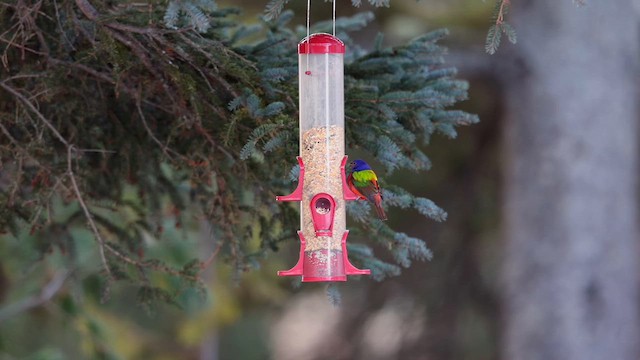 Painted Bunting - ML611659284