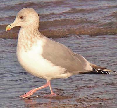 Iceland Gull (Thayer's) - Don Roberson