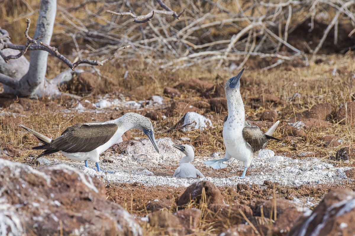 Blue-footed Booby - ML611660099