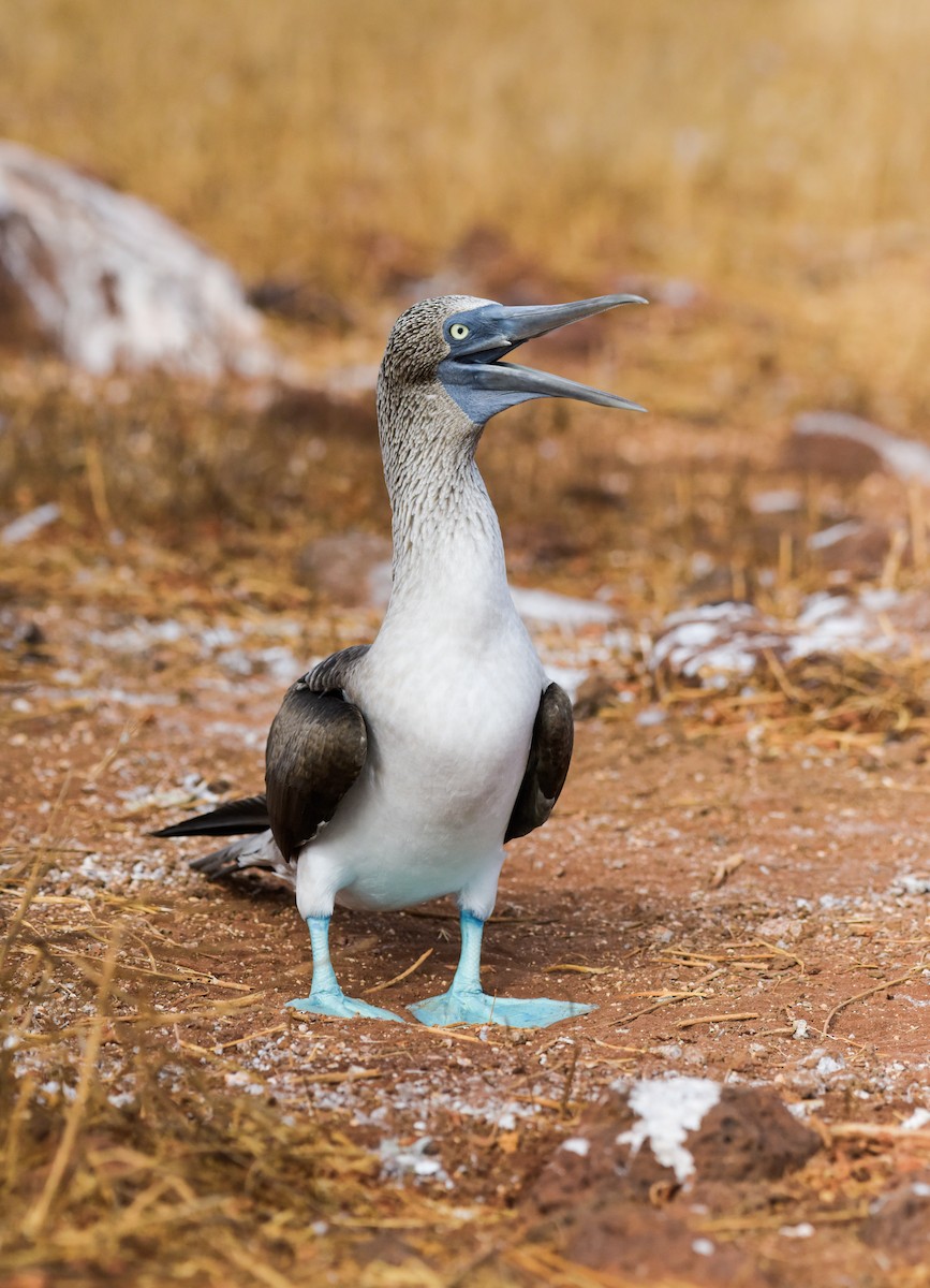 Blue-footed Booby - ML611660101