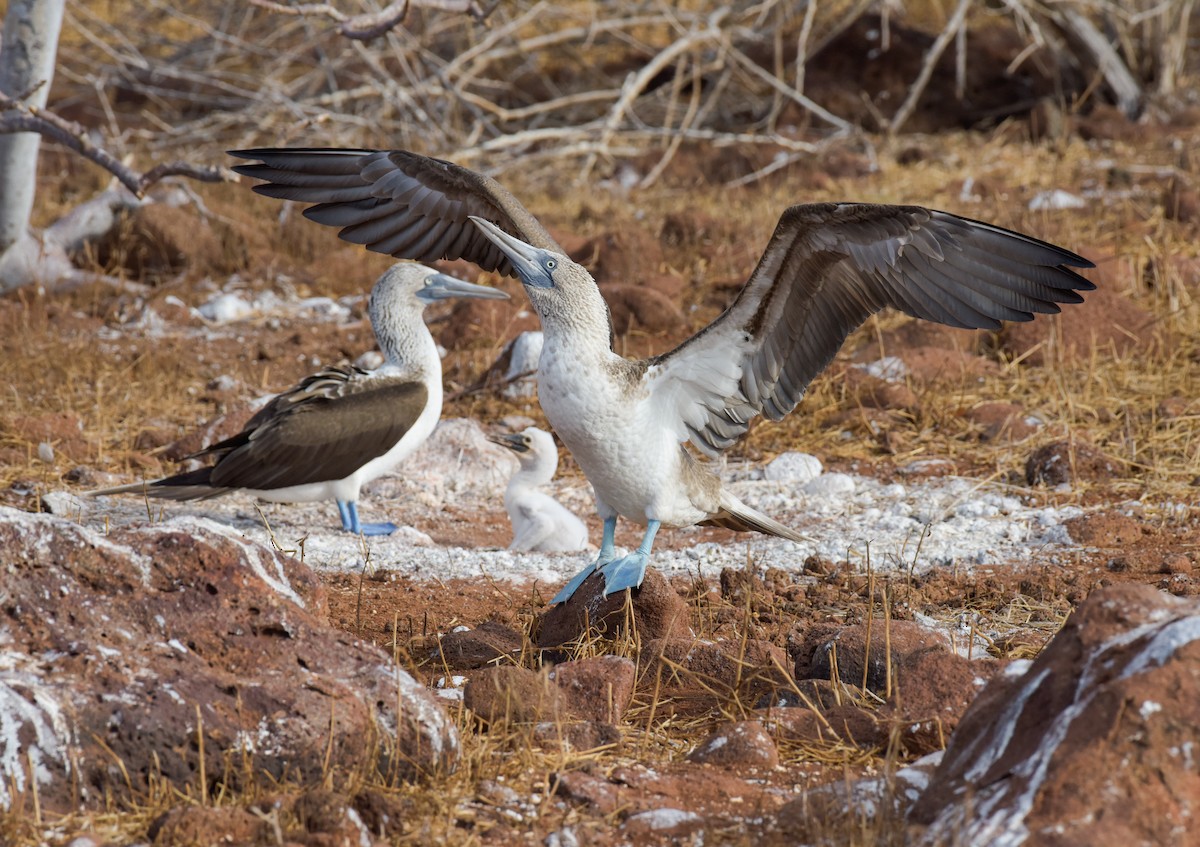 Blue-footed Booby - ML611660102