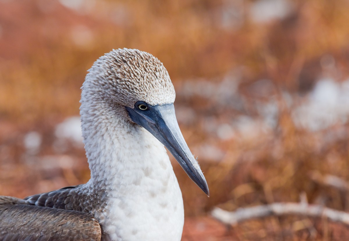 Blue-footed Booby - ML611660103