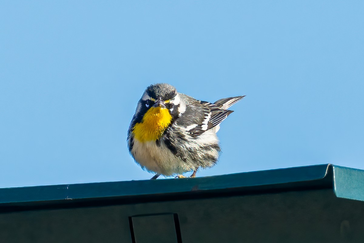 Yellow-throated Warbler - ML611660321