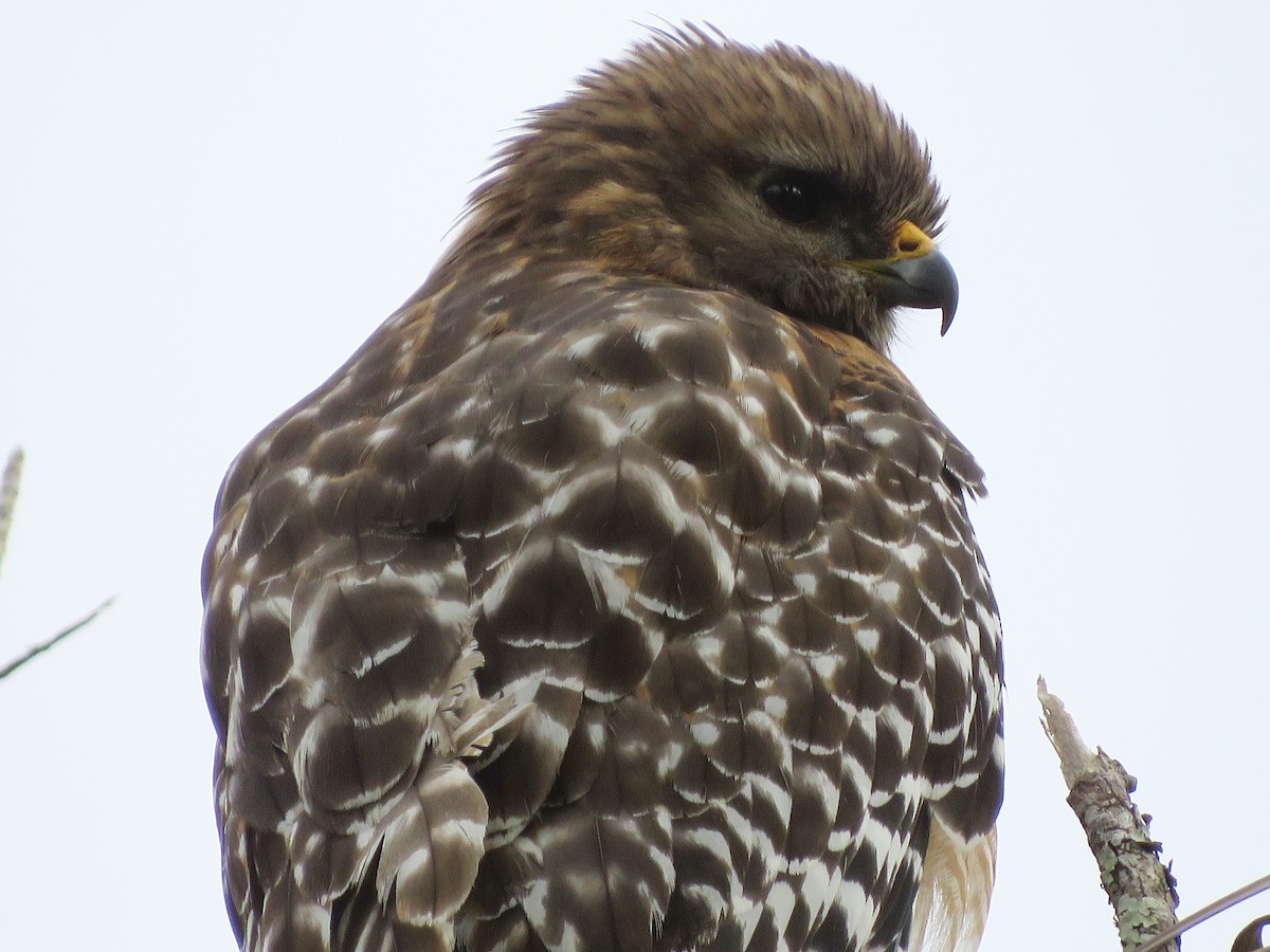 Red-shouldered Hawk - ML611660421