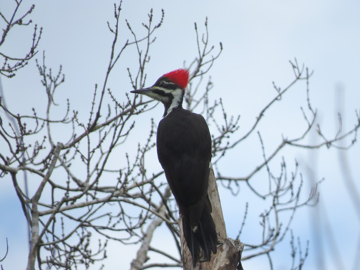 Pileated Woodpecker - ML611660435