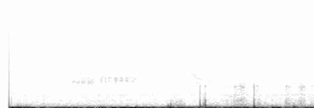 Western Grebe - ML611660479