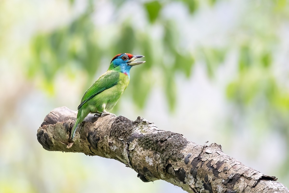 Blue-throated Barbet (Red-crowned) - ML611660574