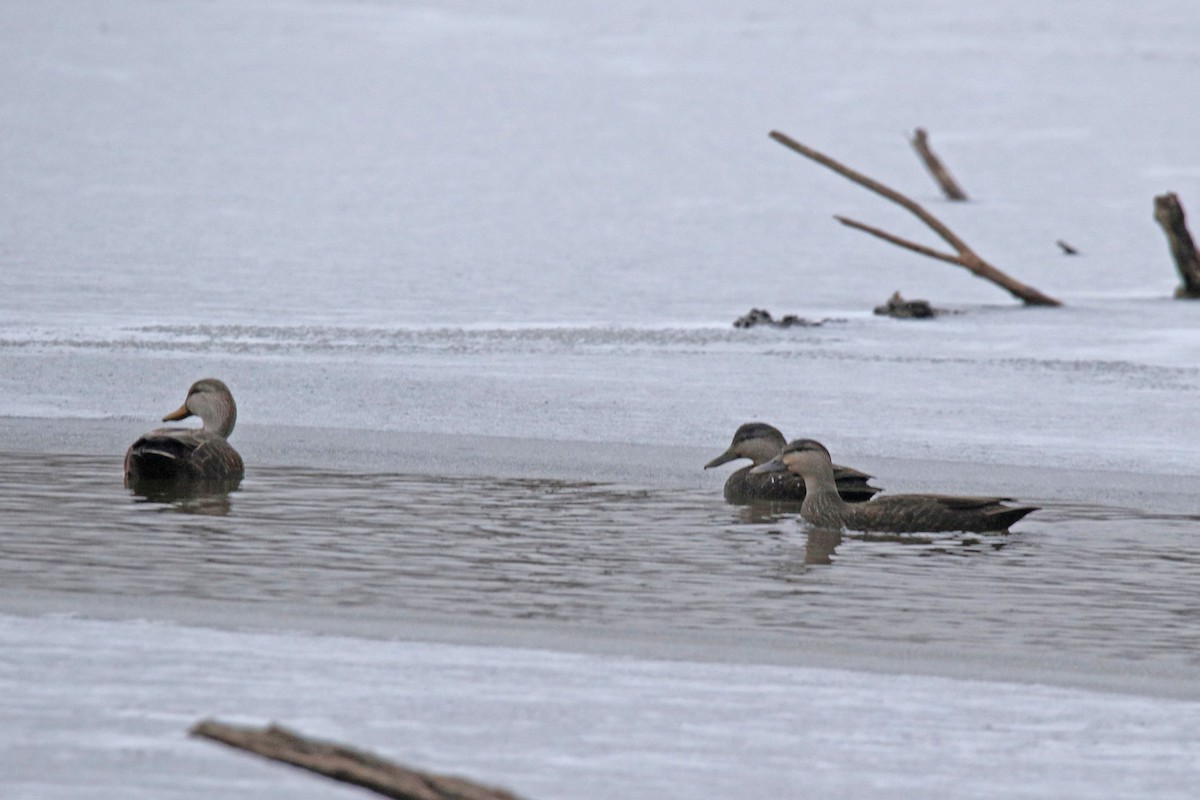 eBird Checklist 28 Nov 2023 Celery Bog Nature Area 22 species
