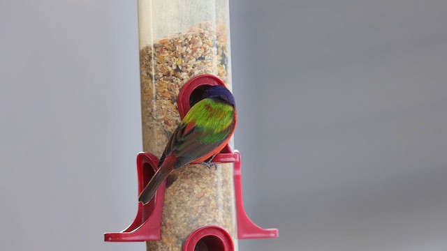Painted Bunting - ML611660773
