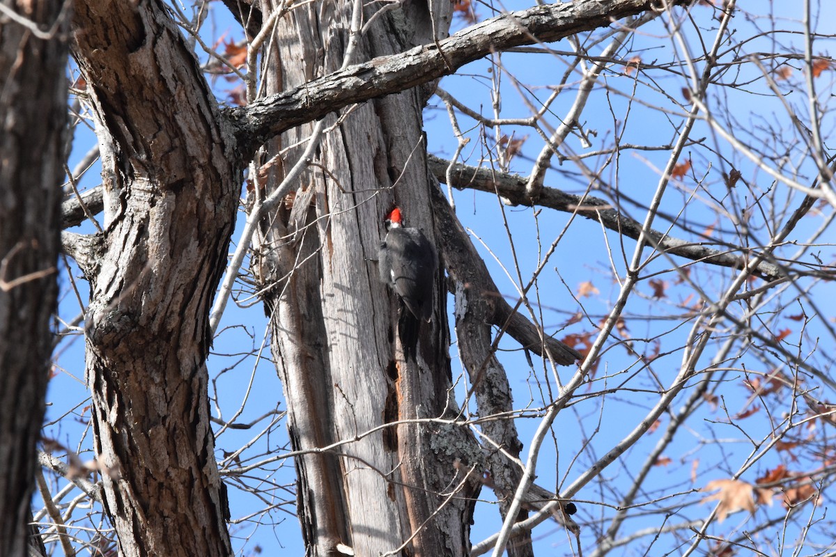 Pileated Woodpecker - ML611660776