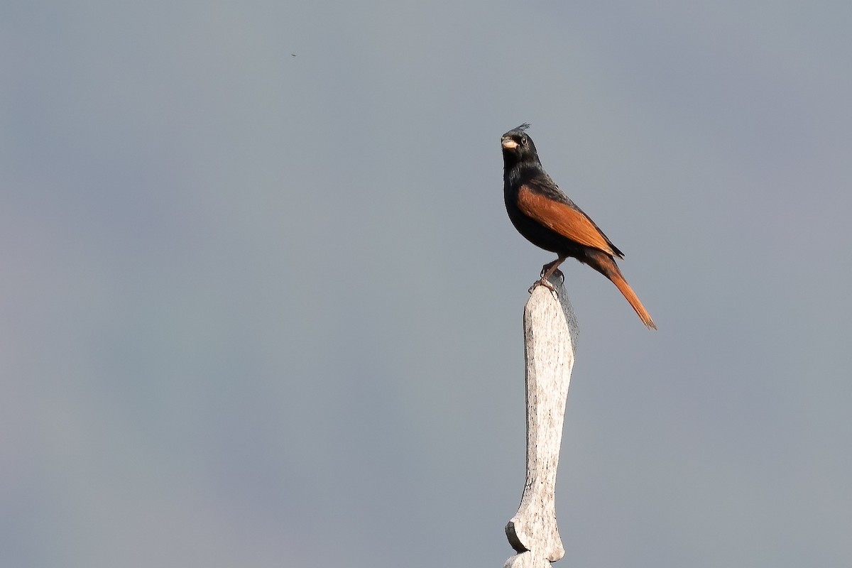 Crested Bunting - ML611660845