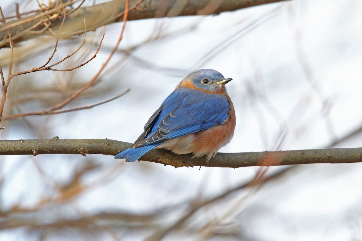 Eastern Bluebird - ML611660853
