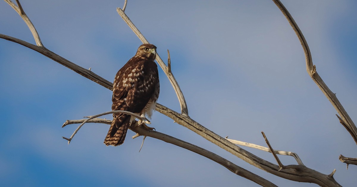 Red-tailed Hawk - ML611660998