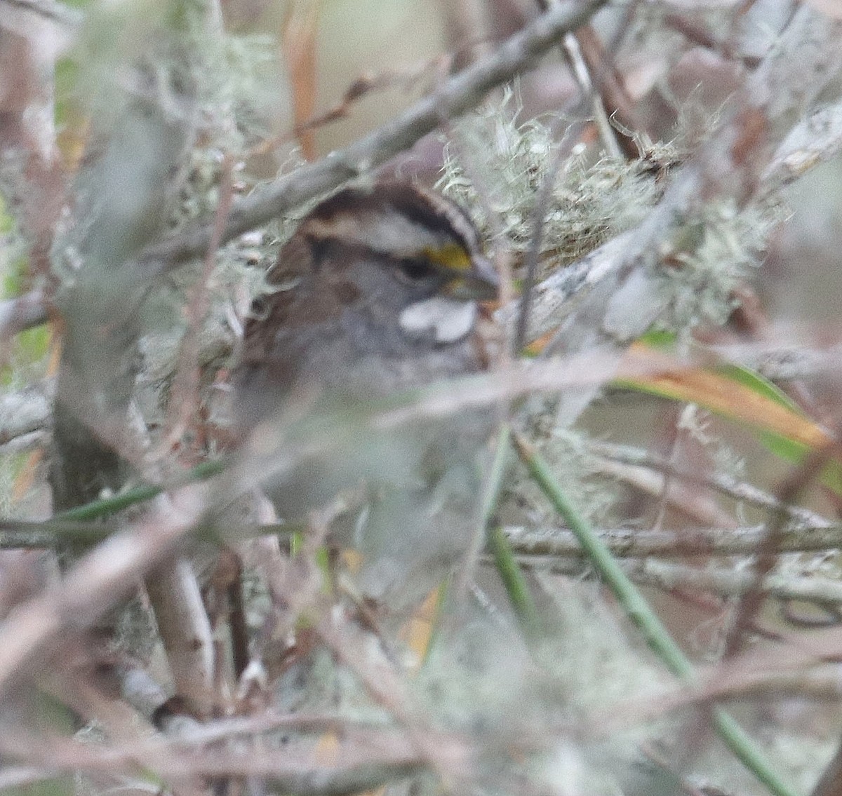 White-throated Sparrow - Paul Hueber