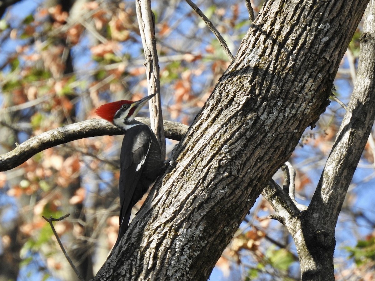 Pileated Woodpecker - ML611661624