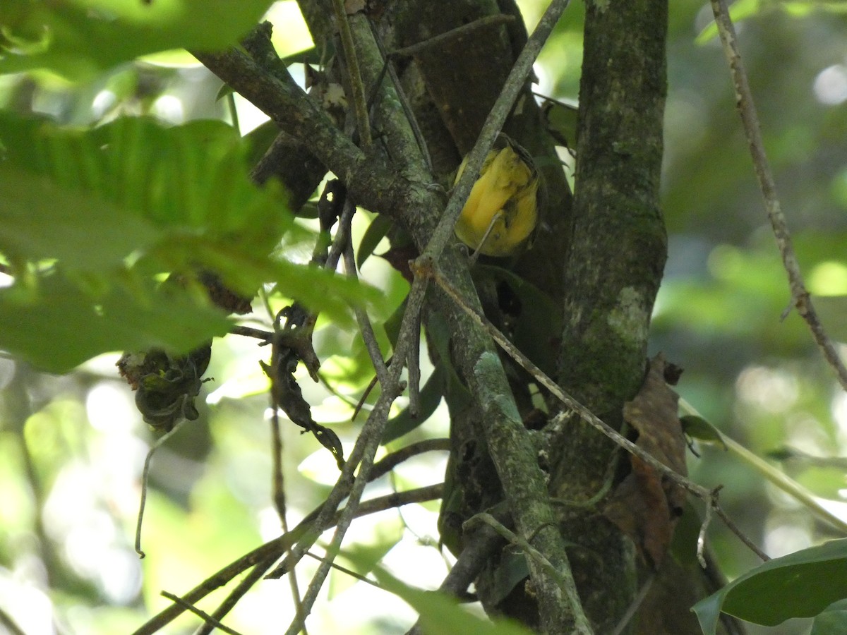 Golden-crowned Warbler - ML611661724