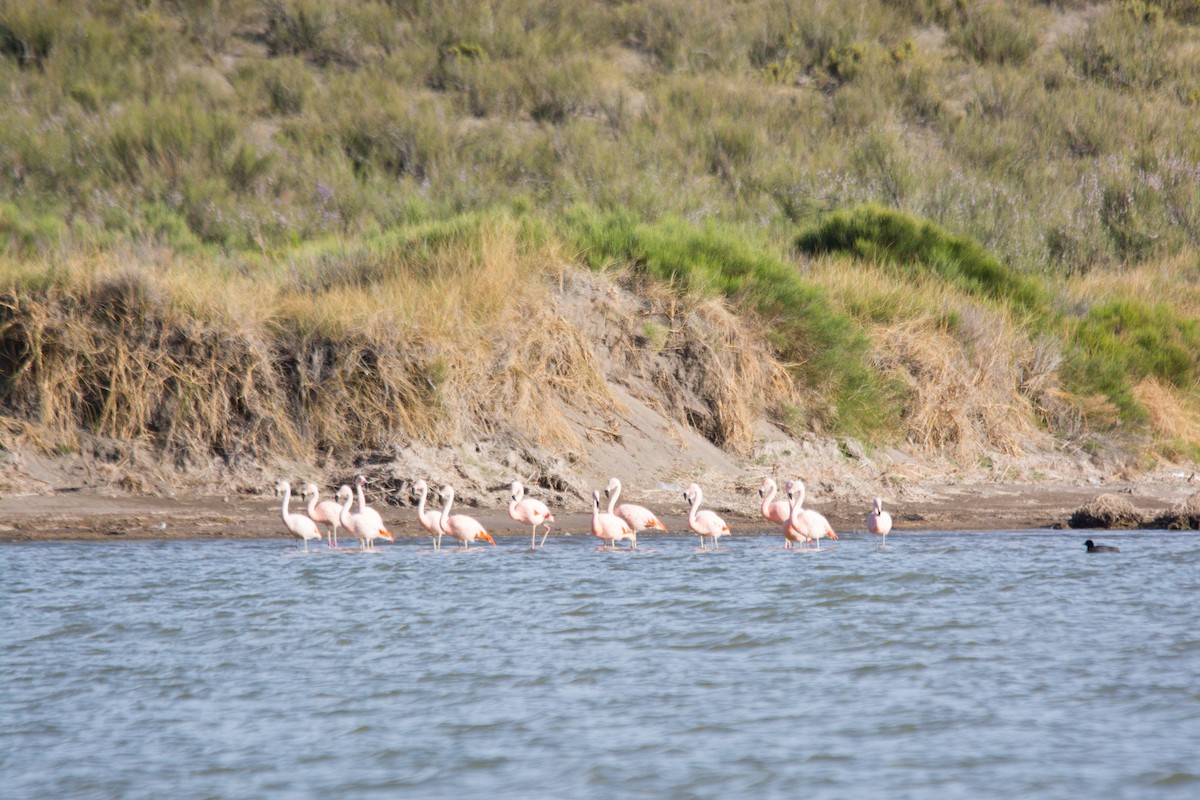 Chilean Flamingo - ML611661846