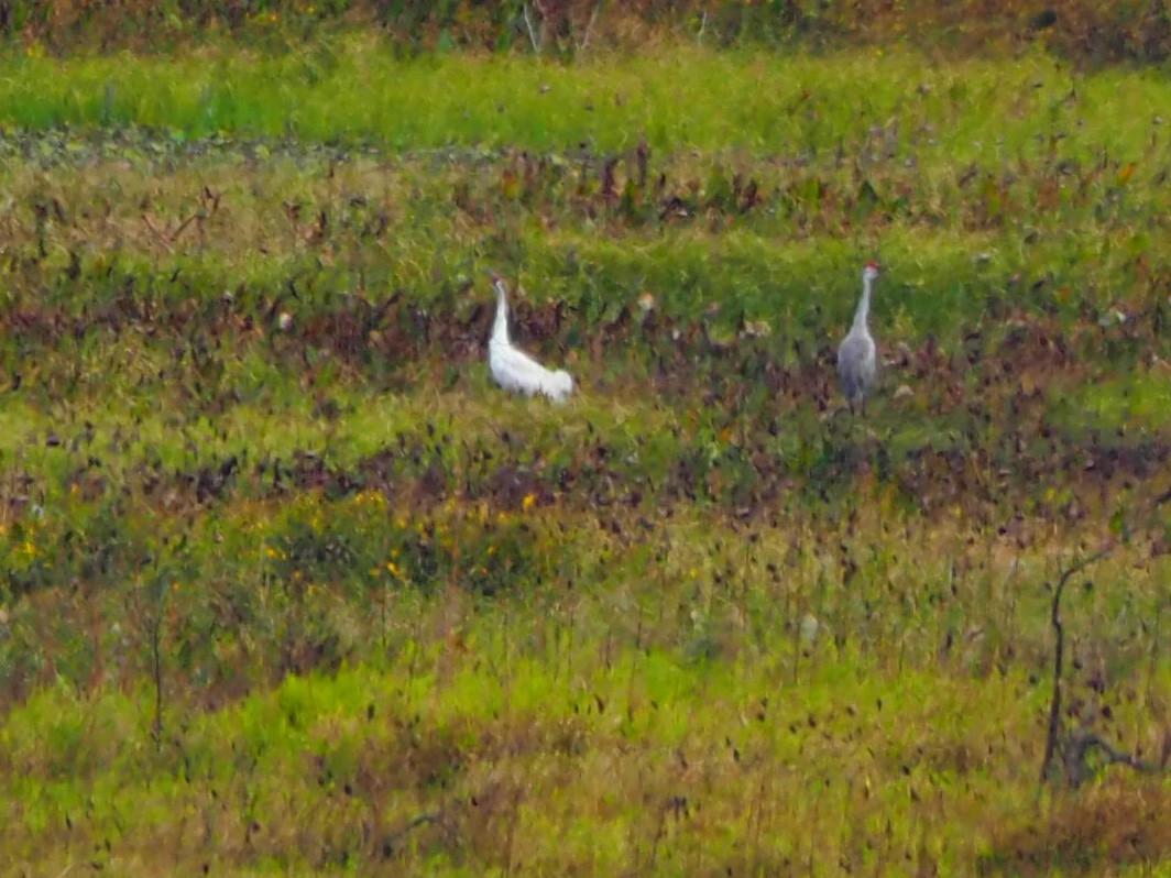 Ebird Checklist Nov Paynes Prairie Preserve Sp Cones Dike Trail Species