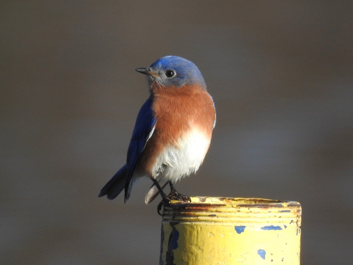 Eastern Bluebird - ML611661991