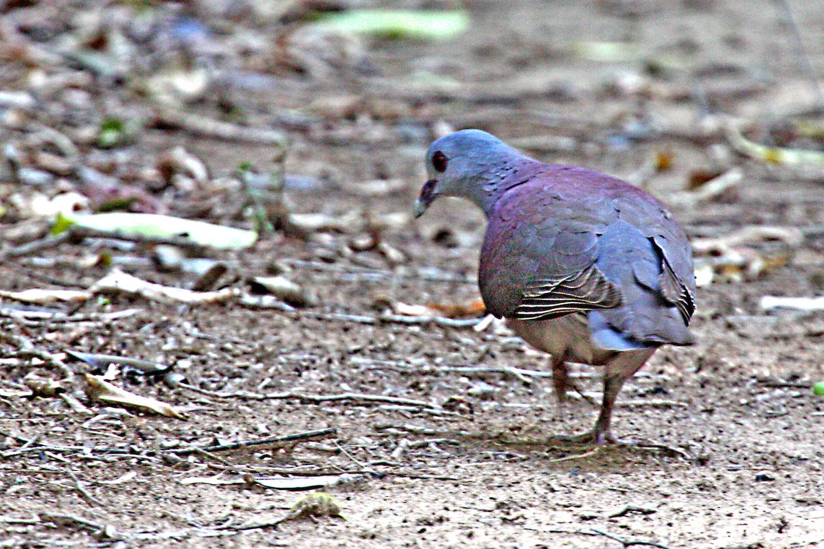 Malagasy Turtle-Dove - ML611662030