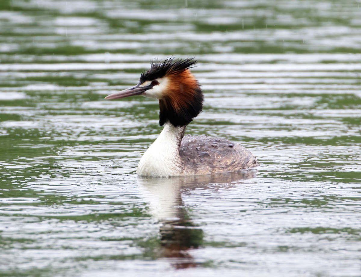 Great Crested Grebe - ML611662035
