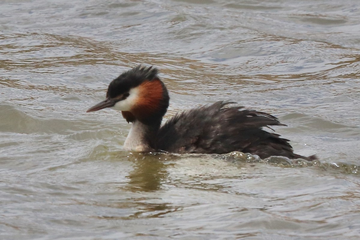 Great Crested Grebe - ML611662106