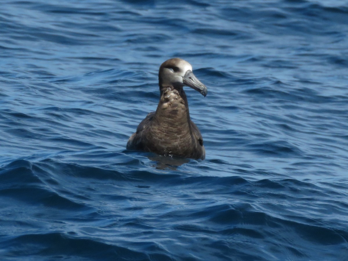 Black-footed Albatross - ML611662242